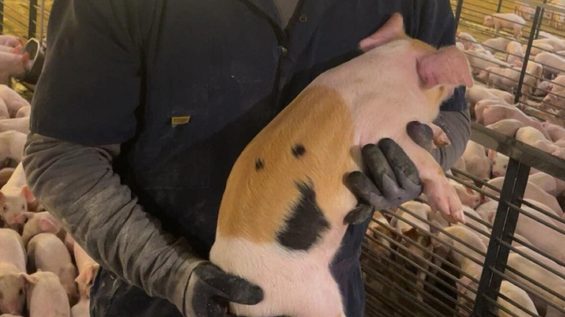 For Nebraska pig farmers, sustainability is more than just a buzzword